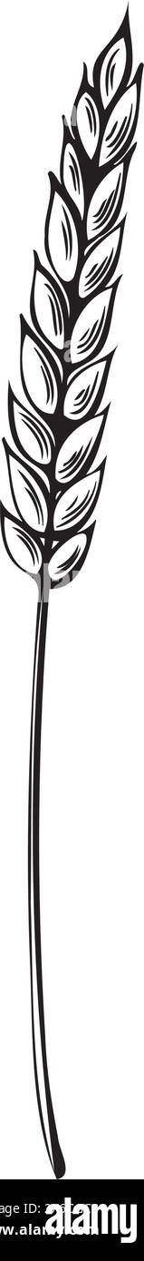 Orecchie di grano con grani. Illustrazione vettoriale isolata. Sereal per panificio, produzione di farina. Segale, spikelet d'orzo. Raccolta di grano integrale. Modello per la Illustrazione Vettoriale