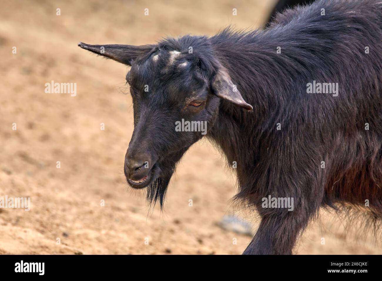 Immagine di un animale mammifero capra nera senza corna Foto Stock