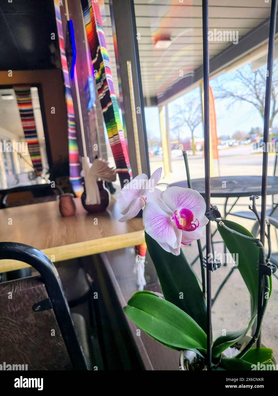Tavolo Orchidea su Cafe', decor a righe, vista suburbana attraverso la finestra Foto Stock