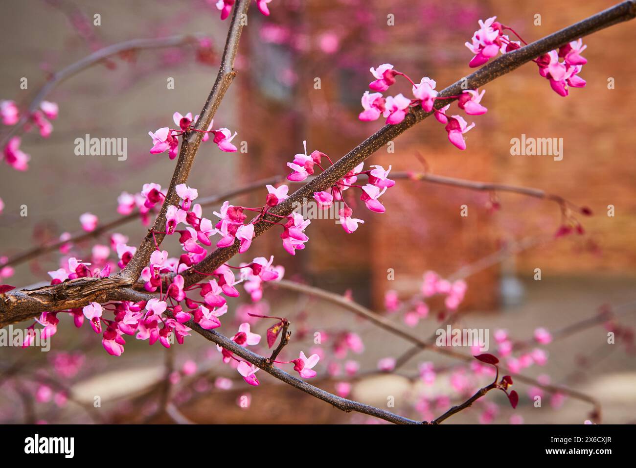 Vivaci fiori di primavera rosa con sfondo in mattoni morbidi Foto Stock