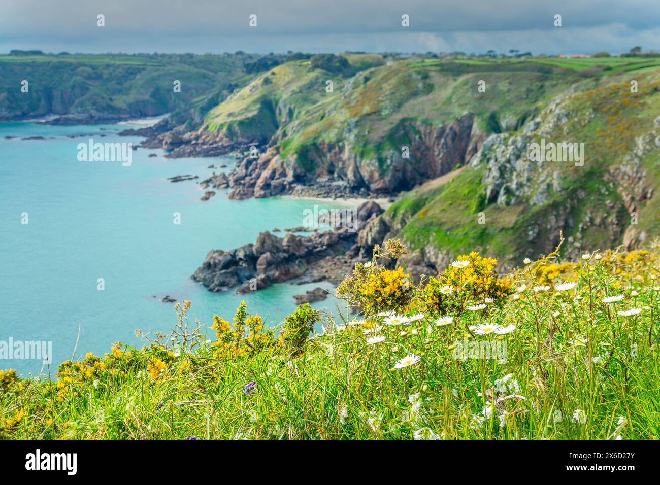 Scopa, margherite e fiori selvatici in primavera sulle scogliere di Icart Point, Spring Landcape a Guernsey, isole del Canale Foto Stock