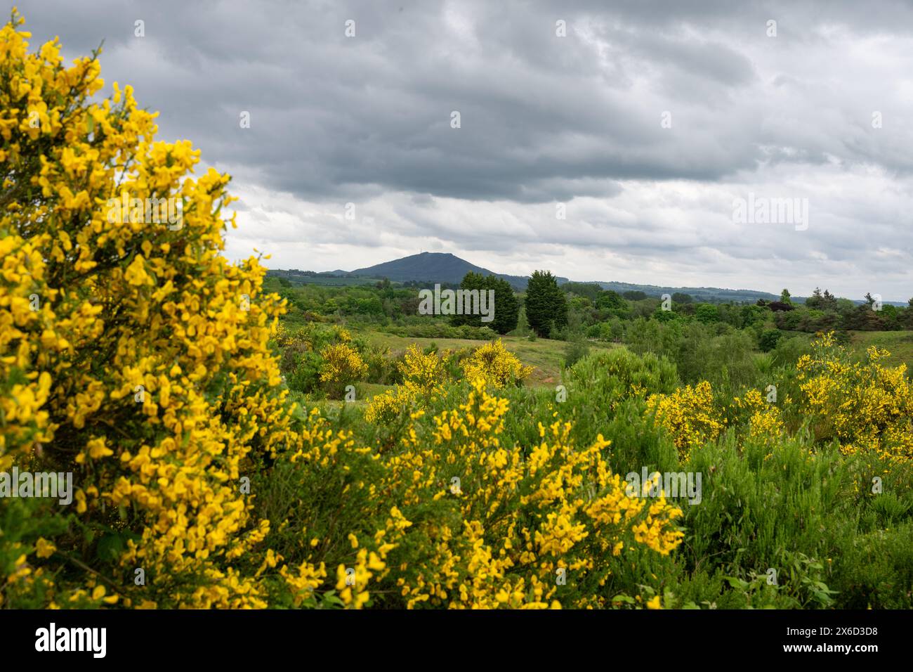 Una vista del Wrekin Hill in lontananza con fiori gialli di un cespuglio di scopa in primo piano e grandi nuvole fluttuanti in alto. Foto Stock