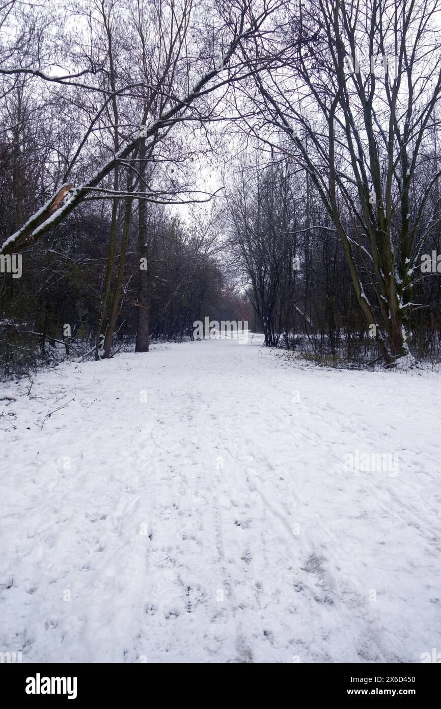 Paesaggio invernale con neve e alberi, sfondo nero nordico Foto Stock