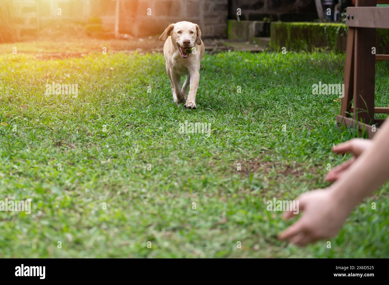 Ritratto del cane labrador con la palla in bocca sullo sfondo del giardino Foto Stock