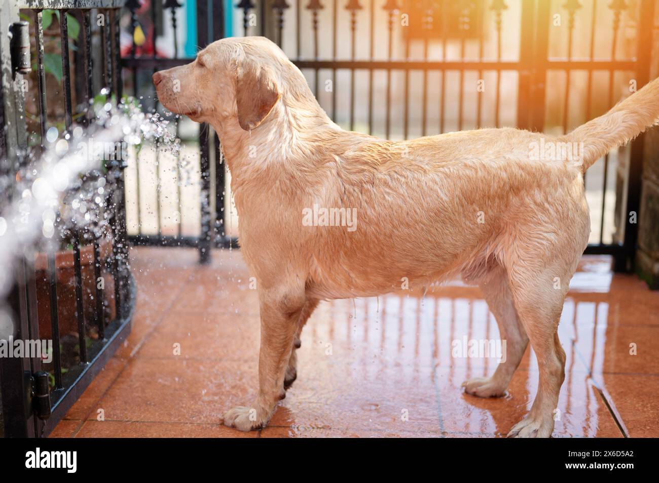 Il cane labrador bagnato fa la doccia sullo sfondo del patio soleggiato Foto Stock
