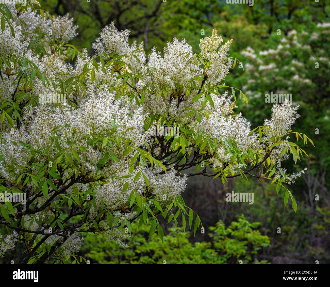 Il fiore di pizzo bianco del frassino della manna, Fraxinus ornus, noto anche come frassino. Abruzzo, Italia, Europa Foto Stock