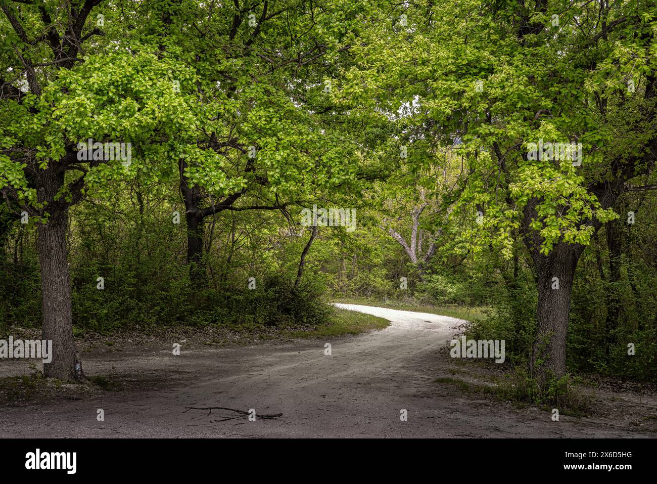 Una strada sterrata si snoda attraverso la foresta di querce. Abruzzo, Italia, Europa Foto Stock