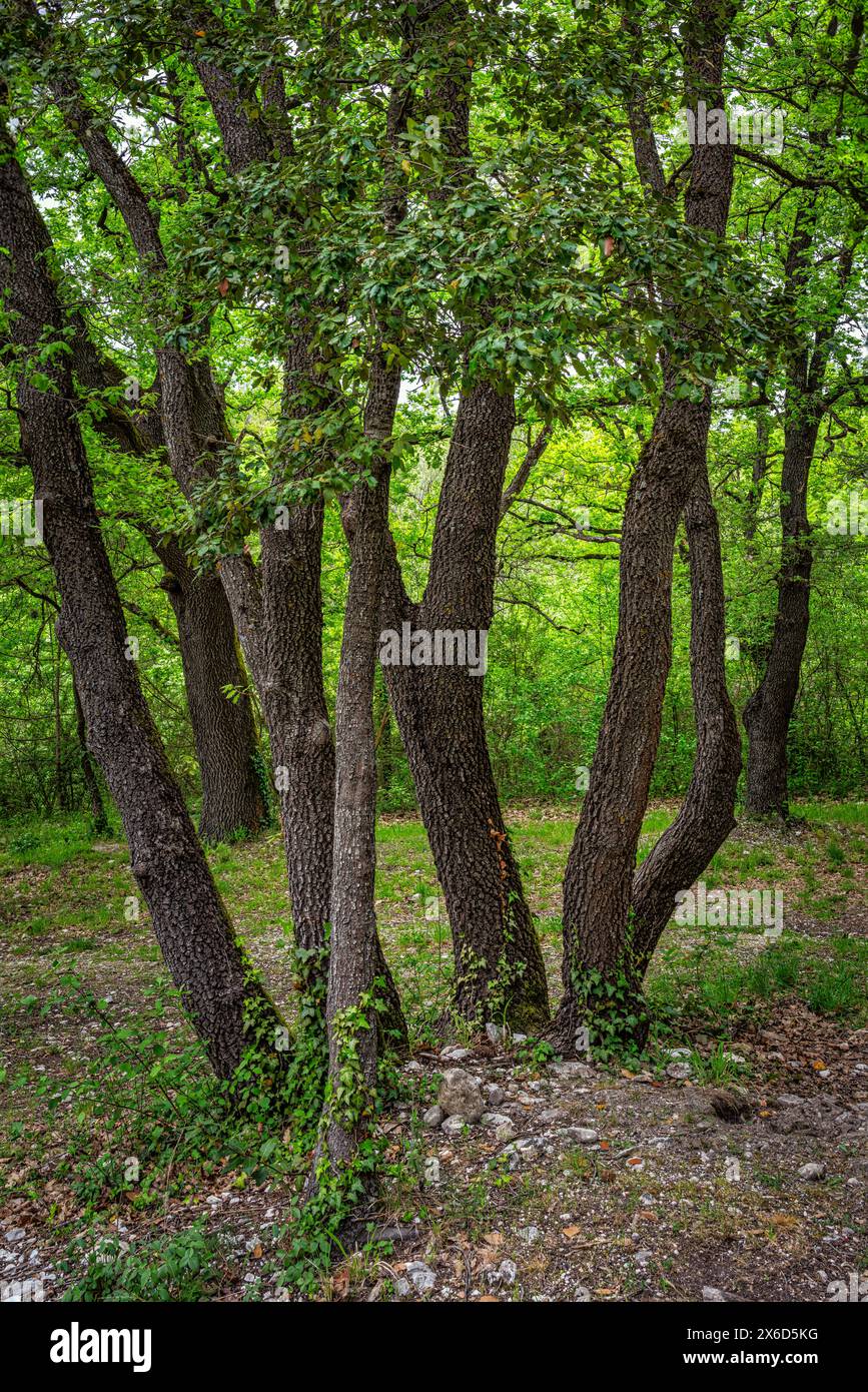 tronchi di quercia con corteccia scura e rugosa, circondati da un sottobosco ombreggiato e verde. Abruzzo, Italia, Europa Foto Stock