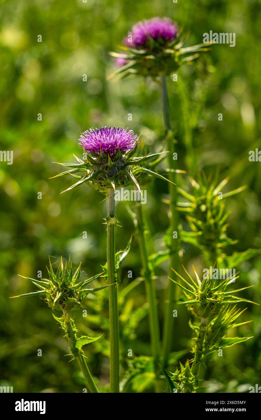 Fioritura del Cardo del latte, Silybum marianum, una pianta erbacea biennale della famiglia delle Asteraceae. Abruzzo, Italia, Europa Foto Stock