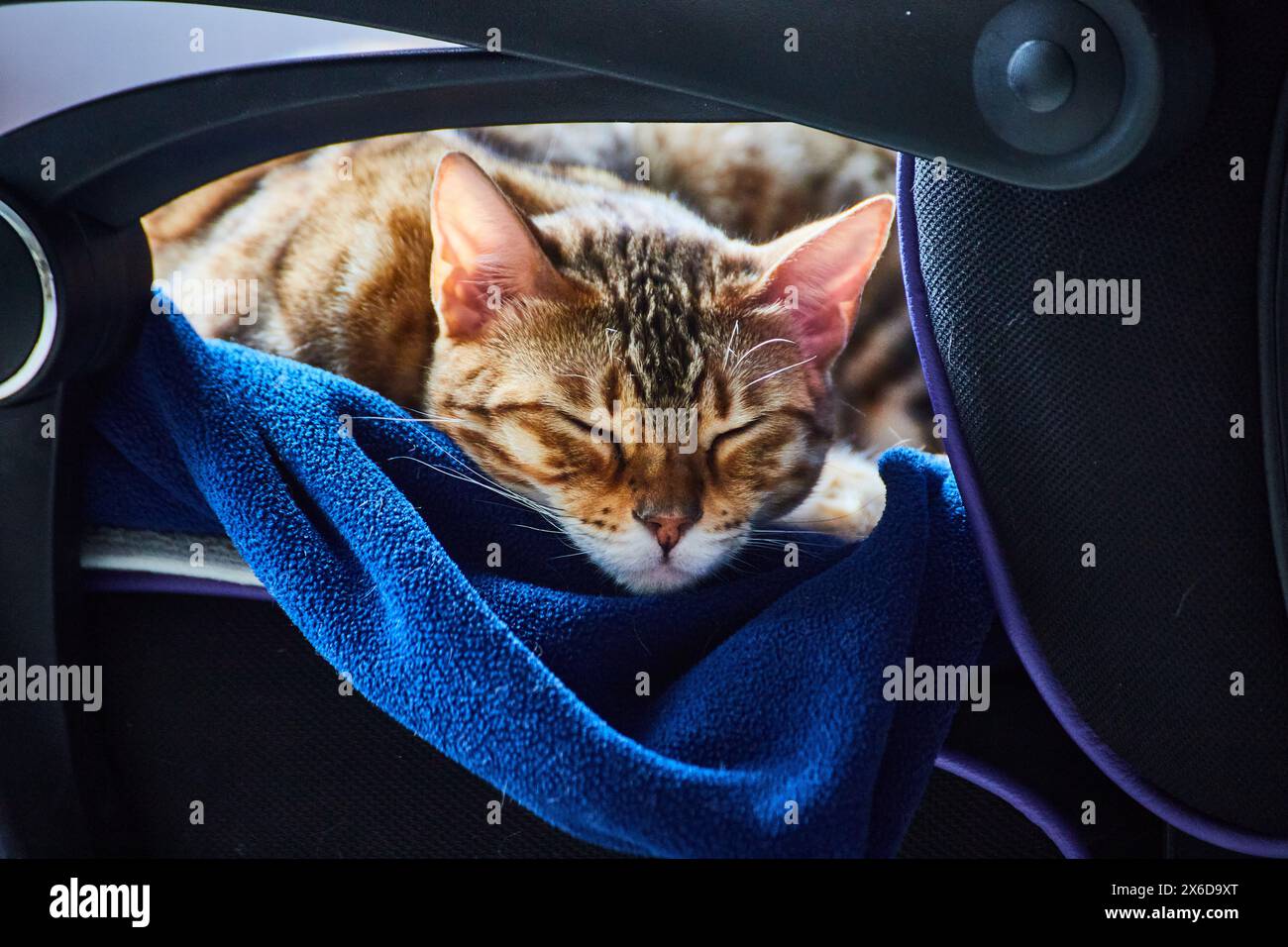 Gatto dormiente del Bengala su coperta blu in una moderna sedia da ufficio Foto Stock