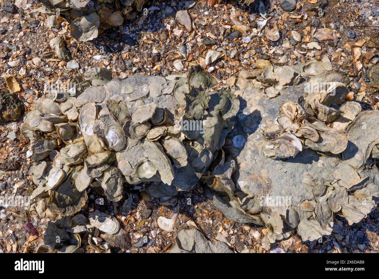 Primo piano di ostriche incrostate di fango sulla roccia lungo la riva dell'Atlantico nelle acque terrestri vicino a Charleston, Carolina del Sud. Foto Stock