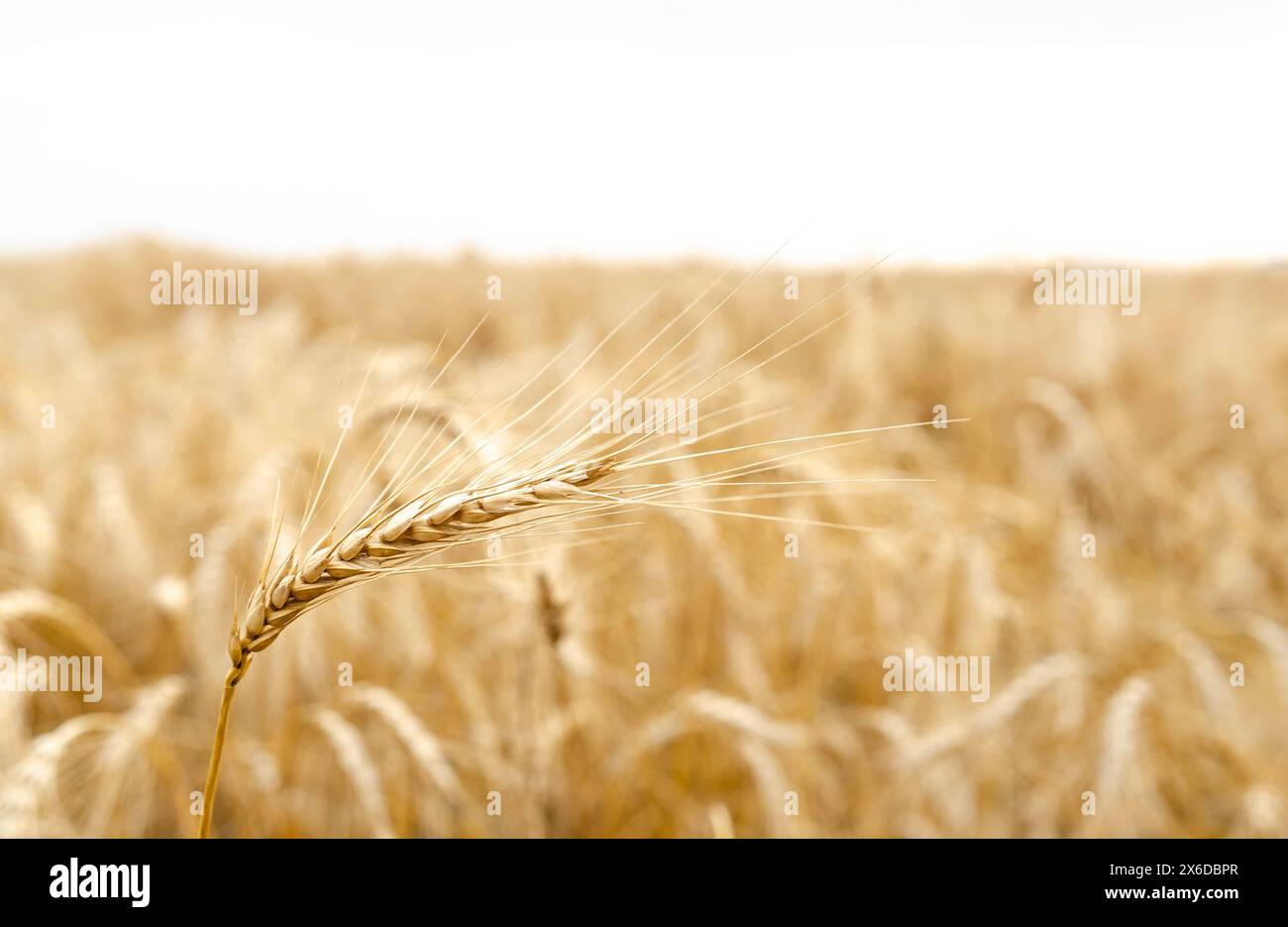 Grano nel vento Foto Stock