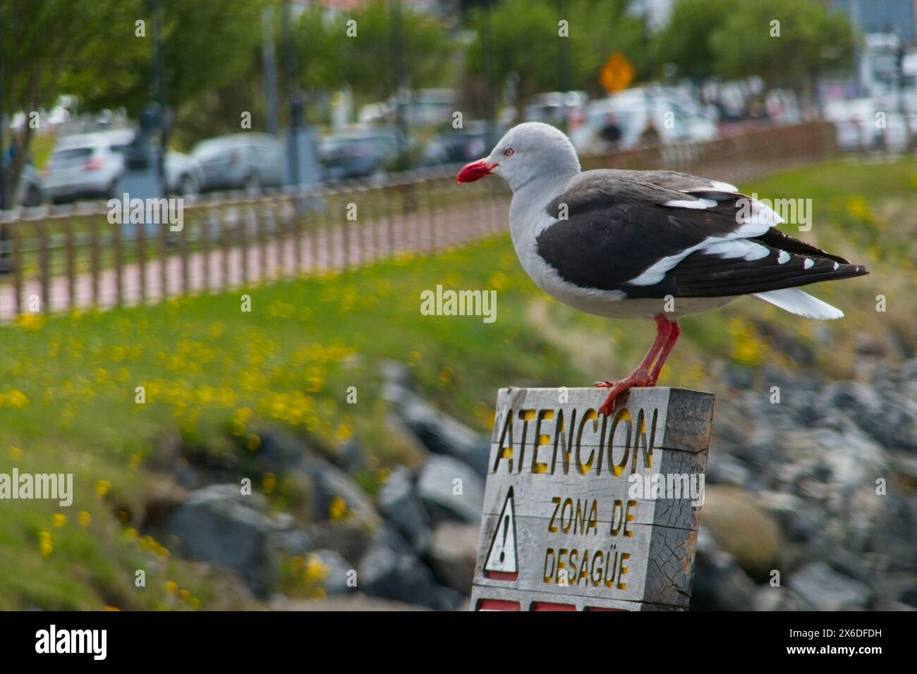 Un Dolphin Gull su un cartello a Ushuaia. Ushuaia, Argentina, è la capitale dell'arcipelago della Terra del fuoco. Foto Stock