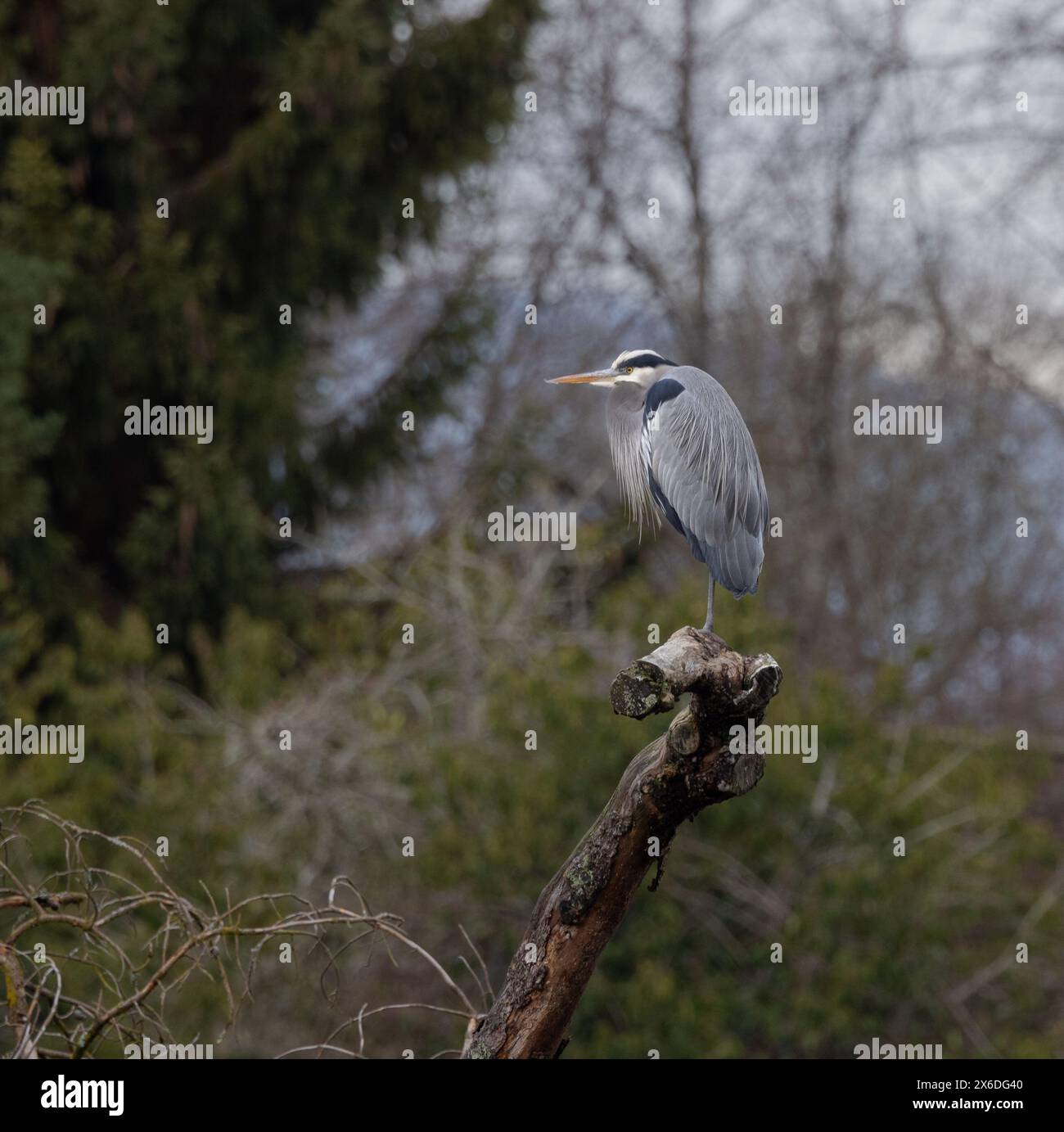 Grande Blue Heron in equilibrio su una gamba Foto Stock