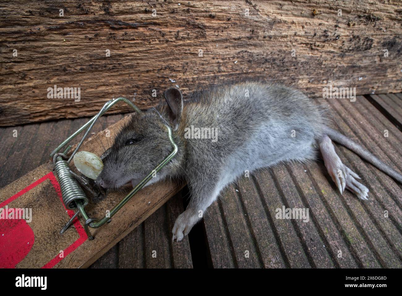 Giovane ratto bruno / ratto comune / ratto norvegese / ratto norvegese / ratto norvegese (Rattus norvegicus) giovane intrappolato / ucciso nel bar caricato a molla mousetrap in giardino Foto Stock