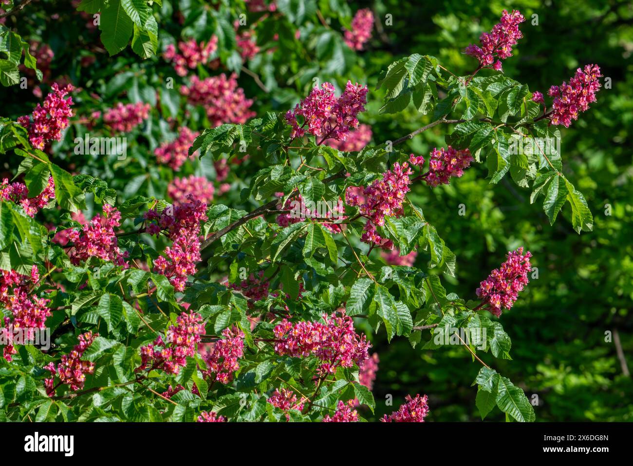 Albero ibrido artificiale di castagno rosso in fiore (Aesculus x carnea) che mostra fiori e foglie in primavera Foto Stock