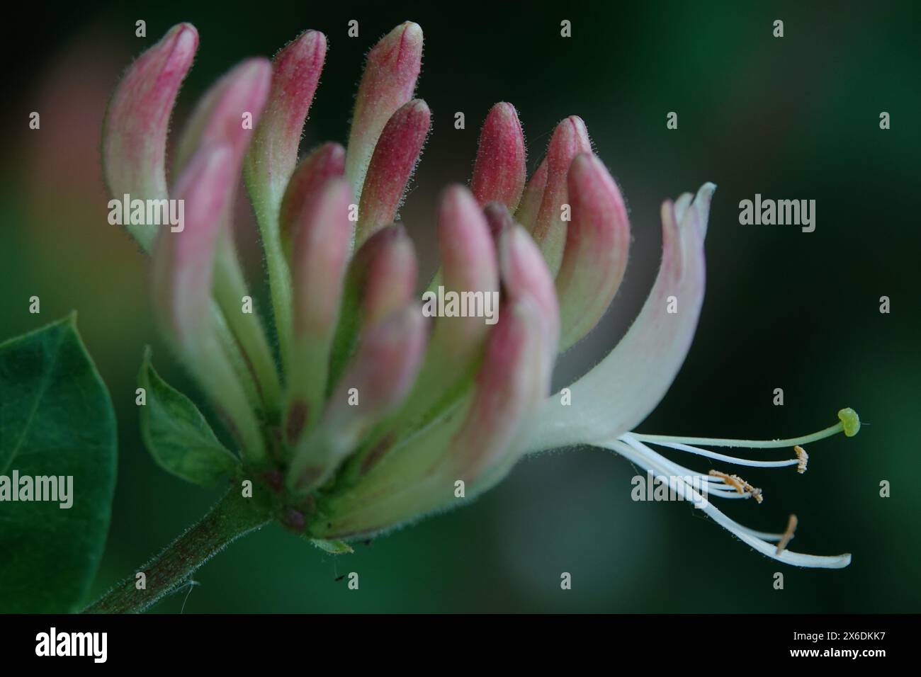 Primavera Regno Unito, Macro Honeysuckle Flower emergente Foto Stock