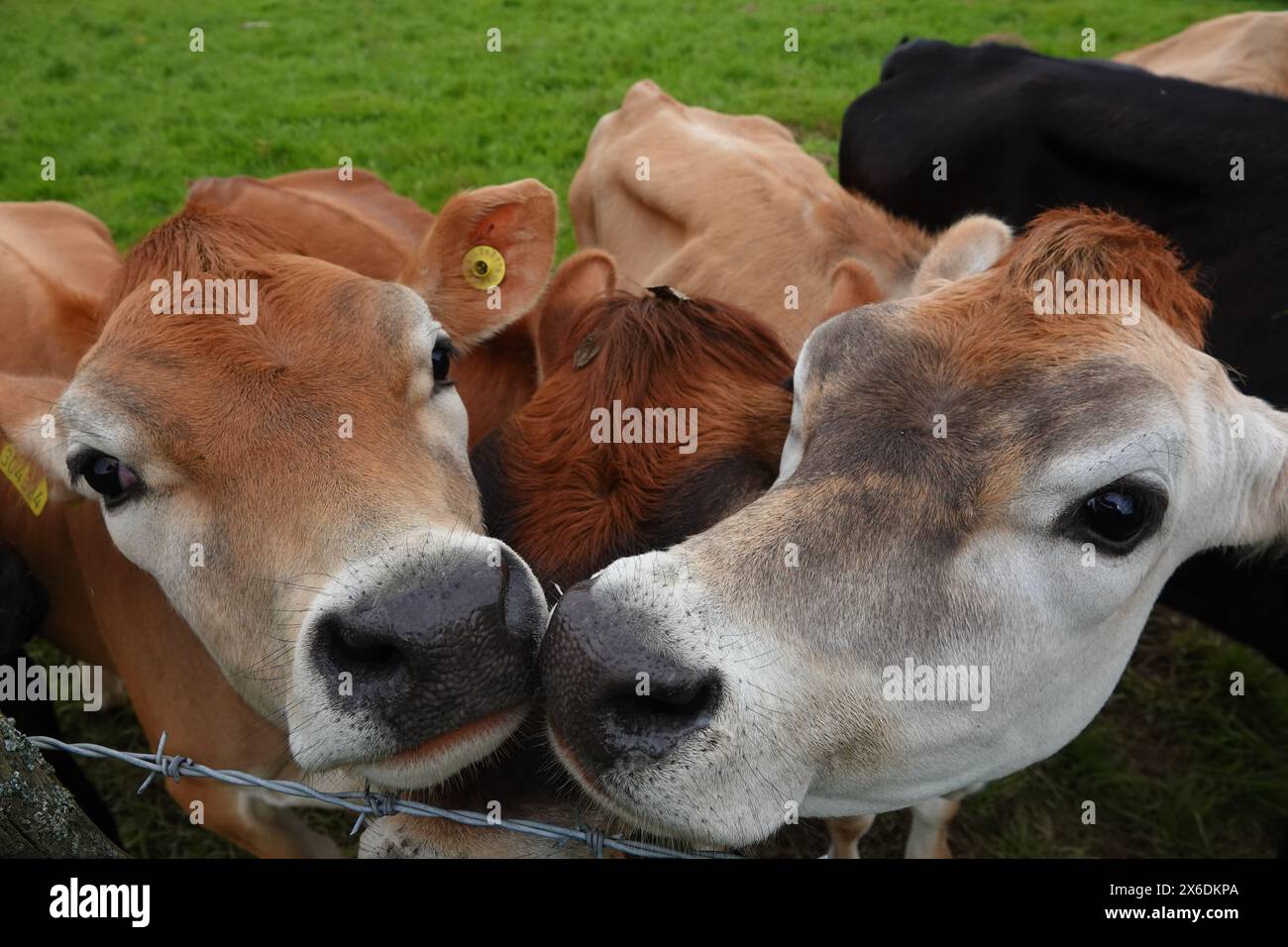 I vitelli della Jersey toccano il naso Foto Stock