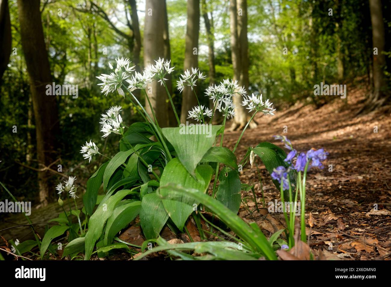 Bluebells nativi e aglio selvatico che crescono nei boschi dello Shropshire, Inghilterra, Regno Unito Foto Stock