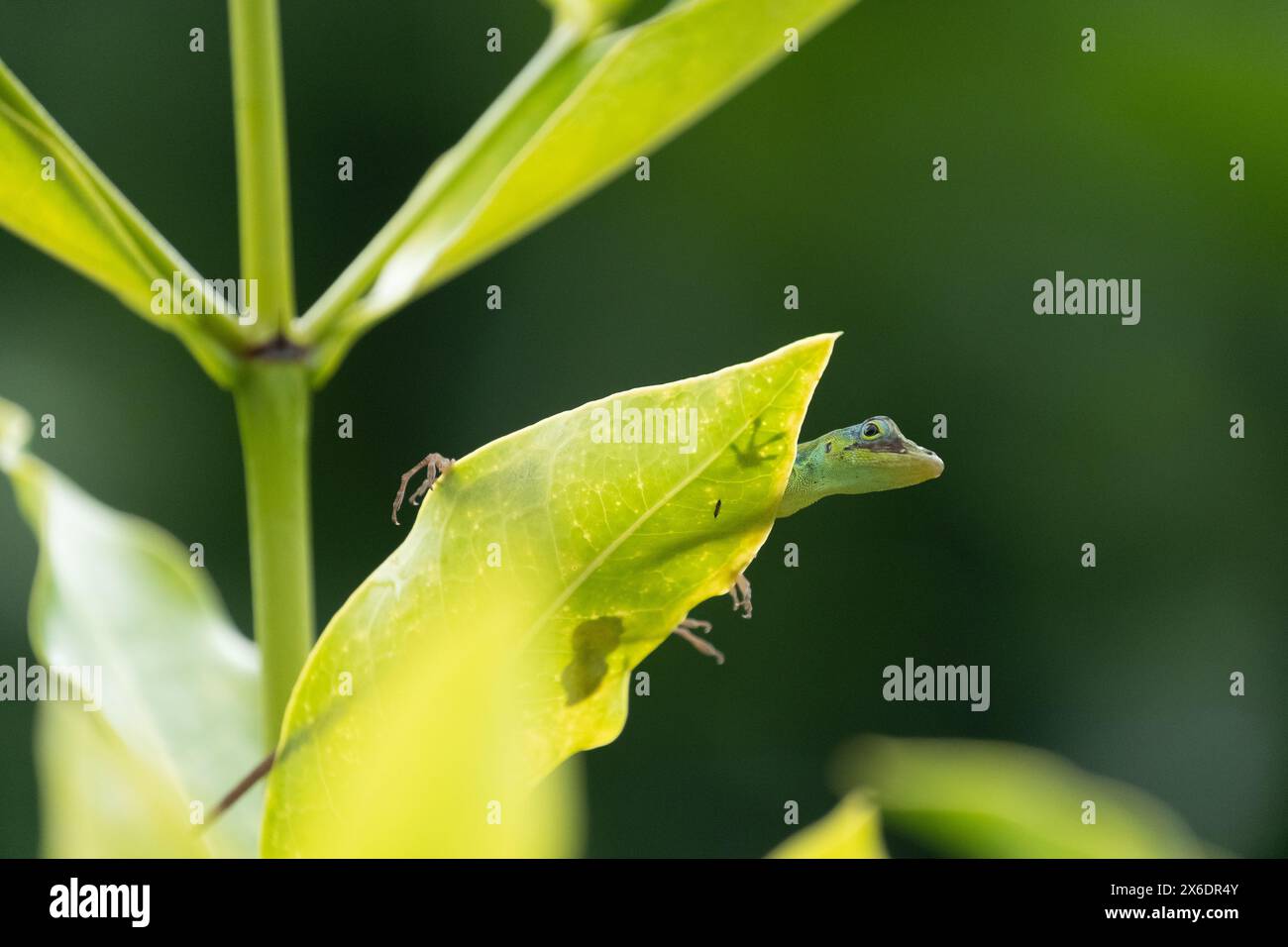 Lucertola anolis verde su una foglia in Martinica Foto Stock