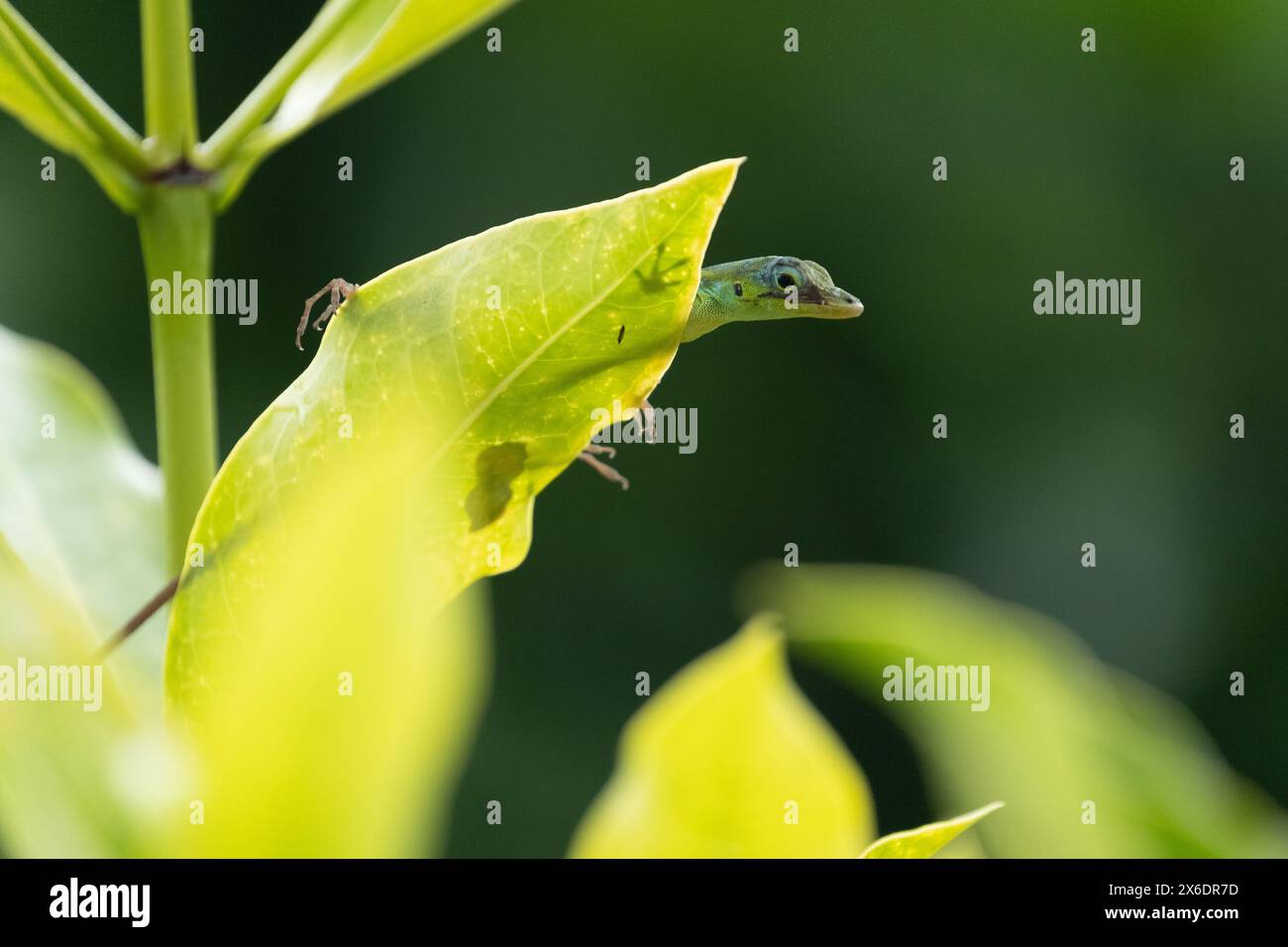 Lucertola anolis verde su una foglia in Martinica Foto Stock