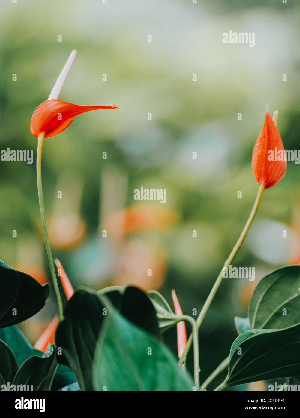 Primo piano di vivaci fiori di anturia rossa con foglie verdi lussureggianti in Martinica, che mettono in risalto la ricca flora tropicale e la bellezza naturale dell'isola Foto Stock