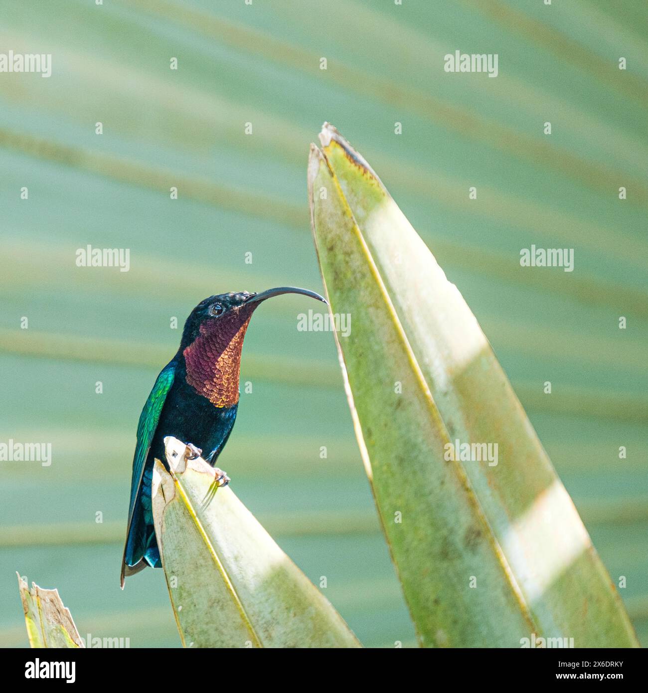 Carib dalla gola viola seduto su foglie di agave Foto Stock