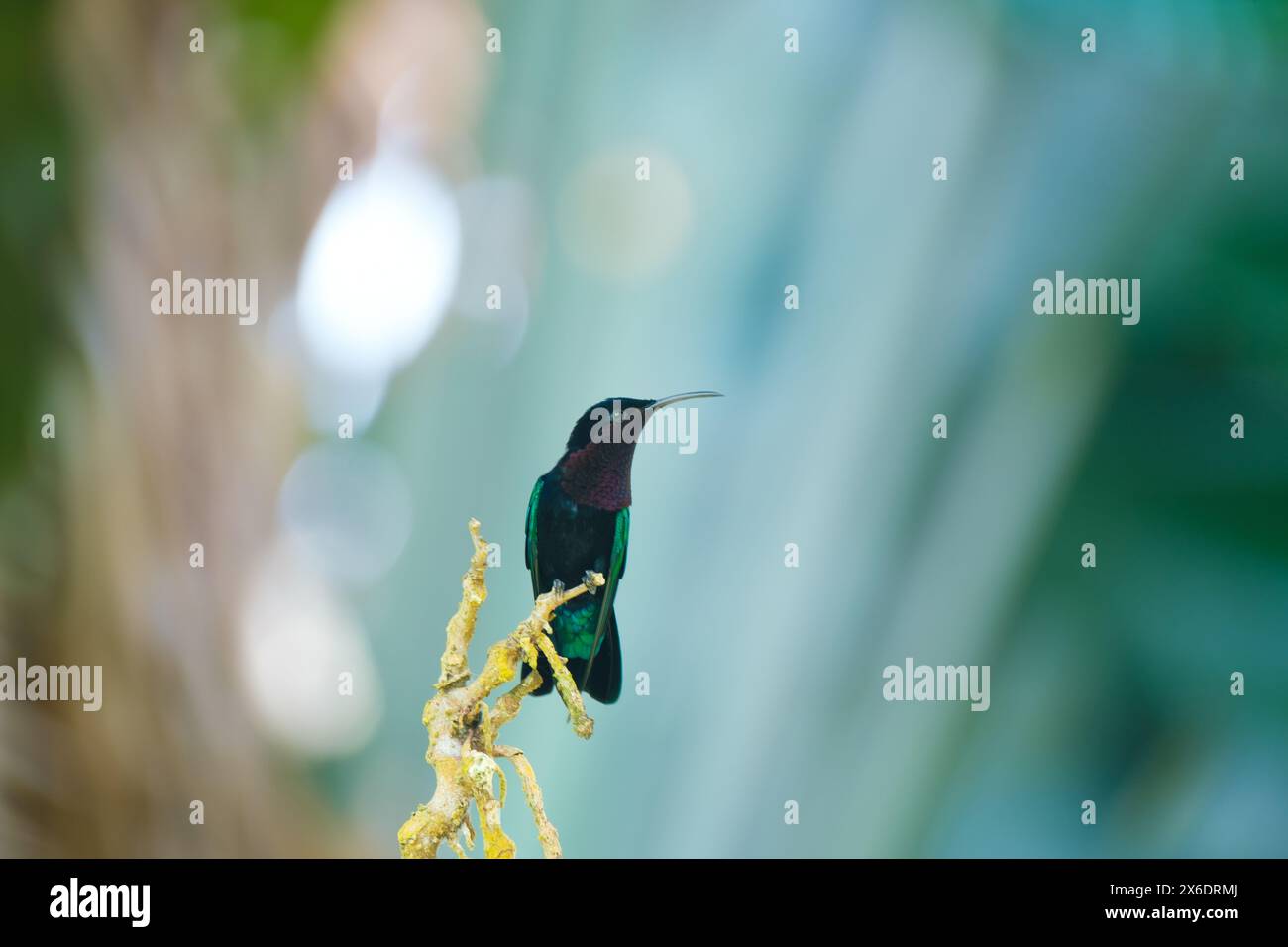 Carib dalla gola viola seduto su foglie di agave Foto Stock
