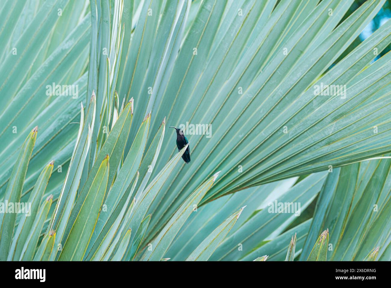 Carib dalla gola viola seduto su foglie di agave Foto Stock