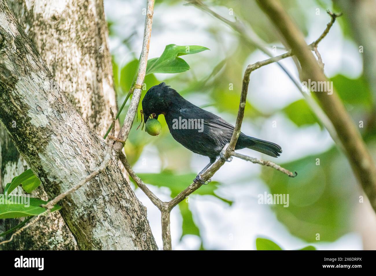 Uccello nero arroccato su un ramo d'albero con frutta verde in Martinica, che mostra la variegata fauna selvatica e la bellezza naturale dell'isola Foto Stock