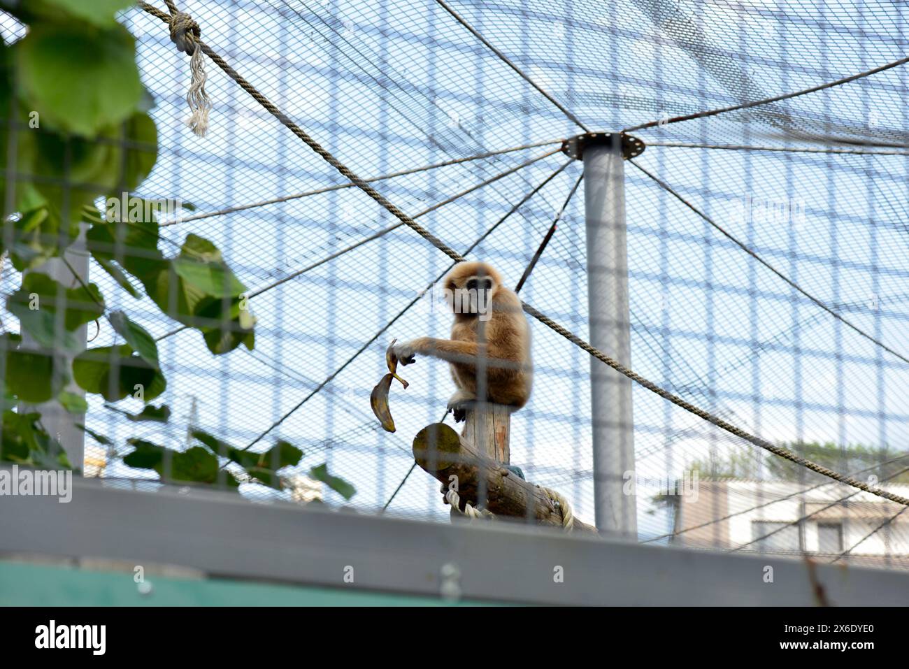 gibbon lar gibbon Hylobates lar in pericolo di estinzione primate nel suo habitat in cattività sotto rete nello zoo di Sofia, Sofia Bulgaria, Europa, UE Foto Stock