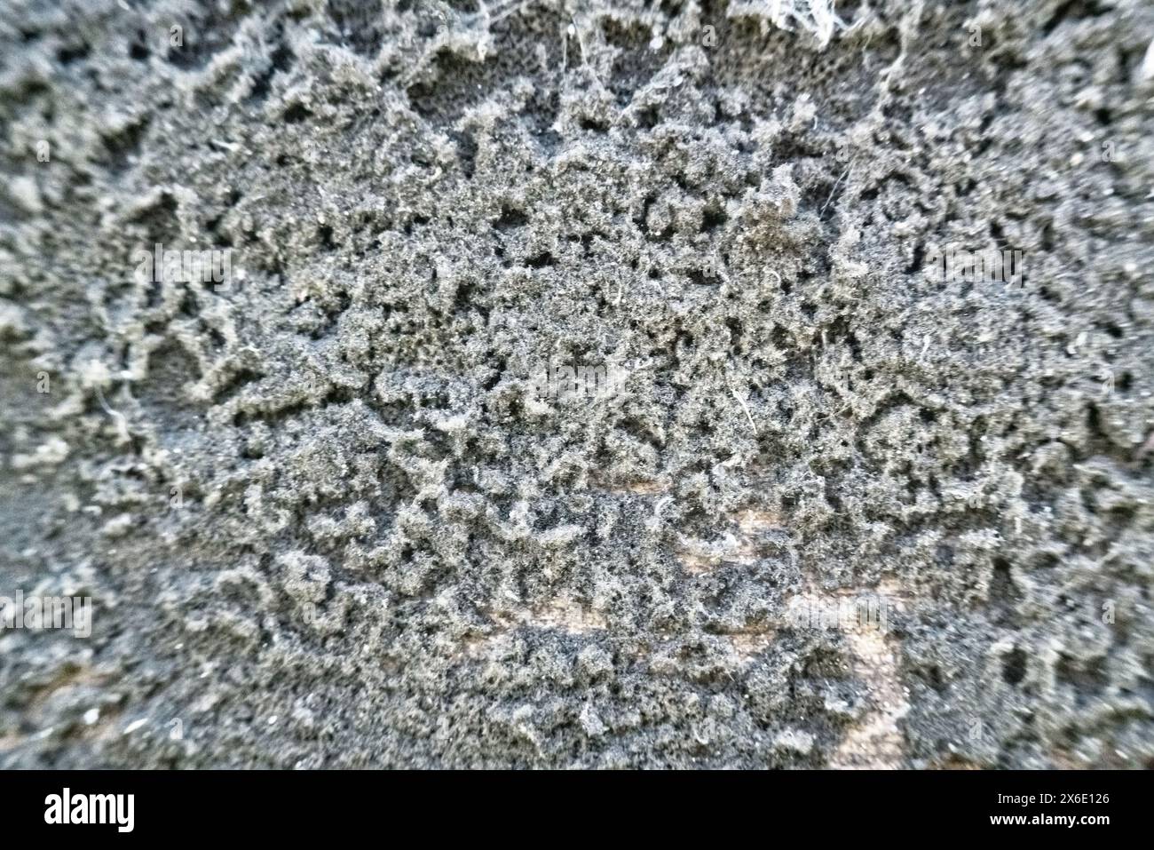 I funghi di muffa nera (forse Aspergillus niger) sono cresciuti su un asse di legno. Danni ai mobili. Sfondo stampo Foto Stock