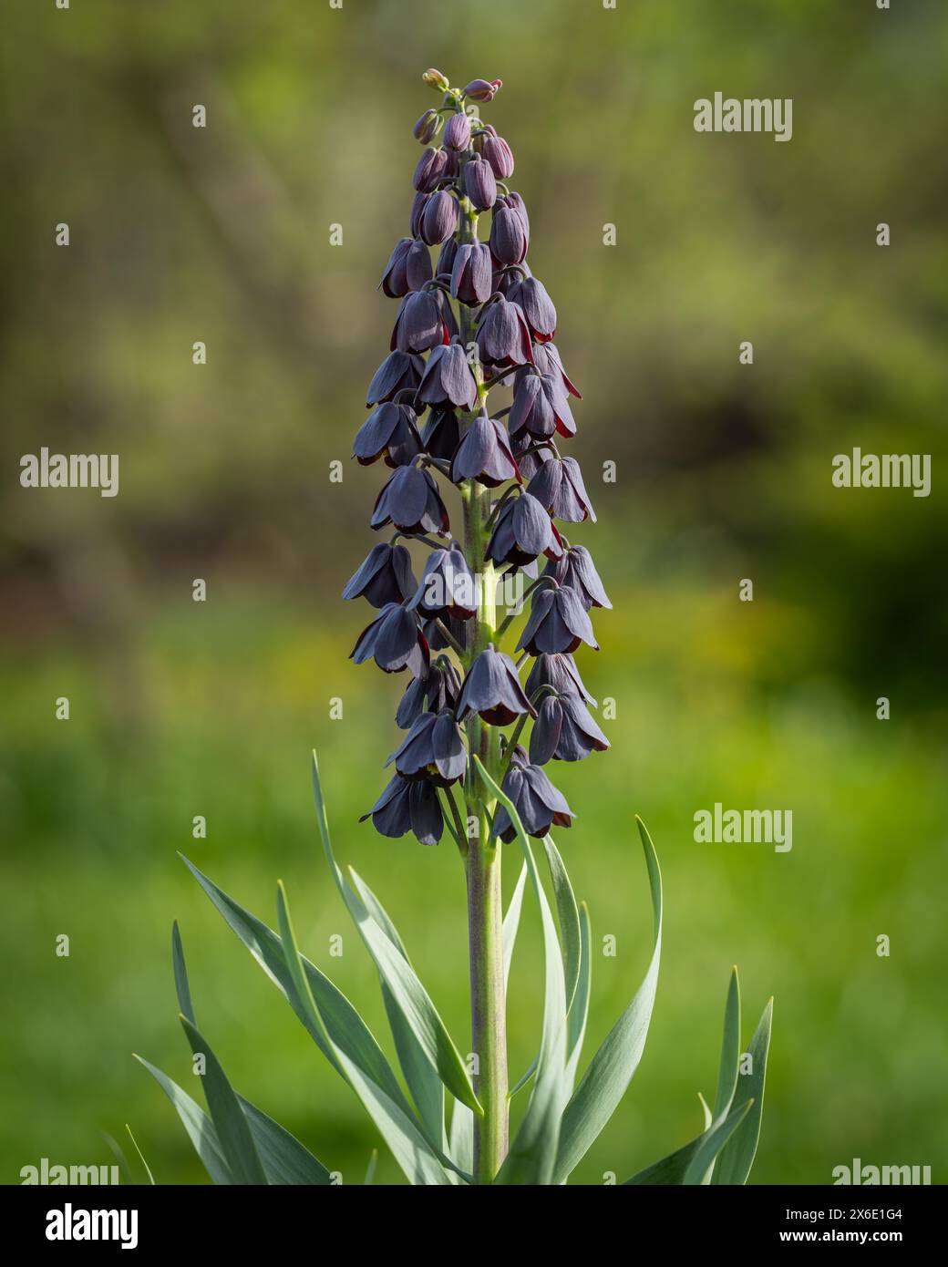 Una Fritillaria Persica, comunemente nota come il Giglio persiano, pianta che fiorisce nel giardino primaverile. Messa a fuoco selettiva del bocciolo di fiori. Sfondo. Foto Stock