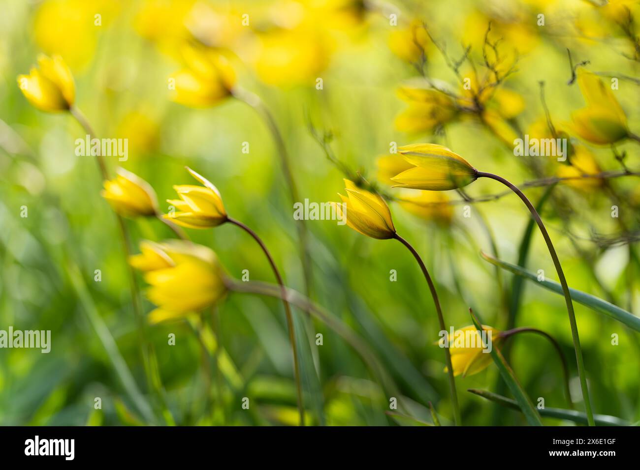Tulipani selvatici nel vento. Tulipa sylvestris, il tulipano selvatico o il tulipano del bosco. Old Manor Park. Sfondo. Messa a fuoco selettiva. Foto Stock