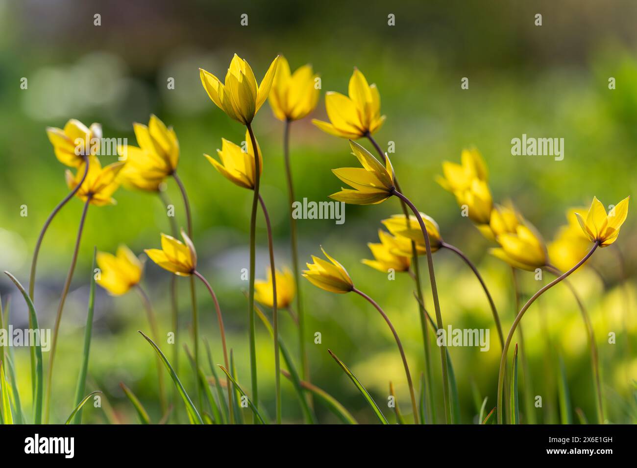 Tulipani selvatici nel vento. Tulipa sylvestris, il tulipano selvatico o il tulipano del bosco. Old Manor Park. Sfondo. Messa a fuoco selettiva. Foto Stock