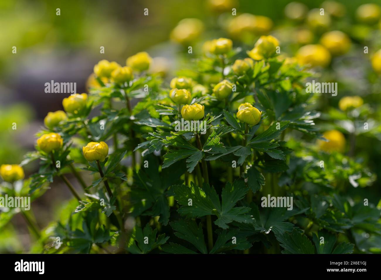 Giallastro a forma di ciotola in una giornata di primavera assolata. Fiori gialli, fiori Trollius x cultorum in primo piano con uno sfondo sfocato Foto Stock