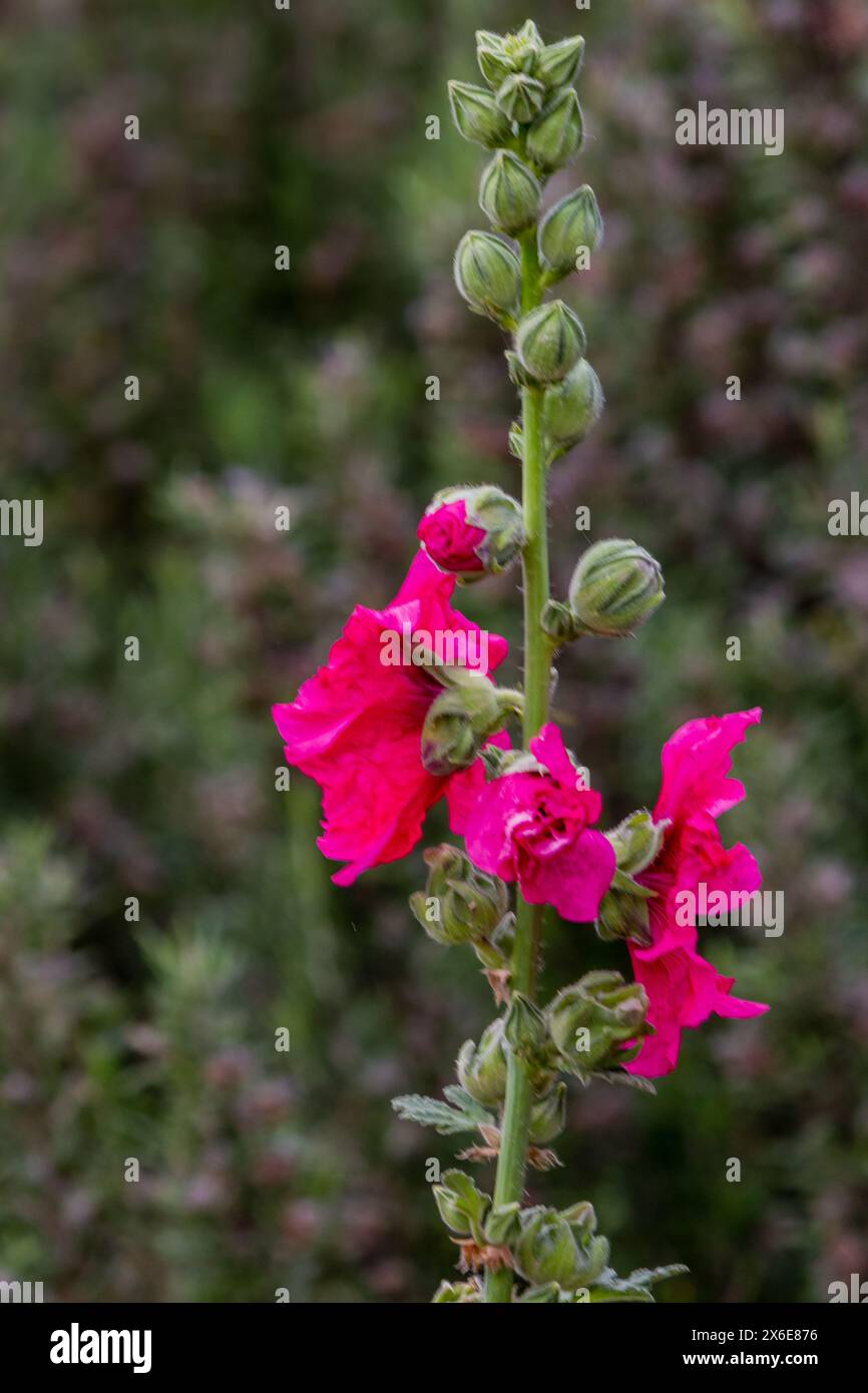 fiori rosa selvatici nella foresta con sfondo verde Foto Stock