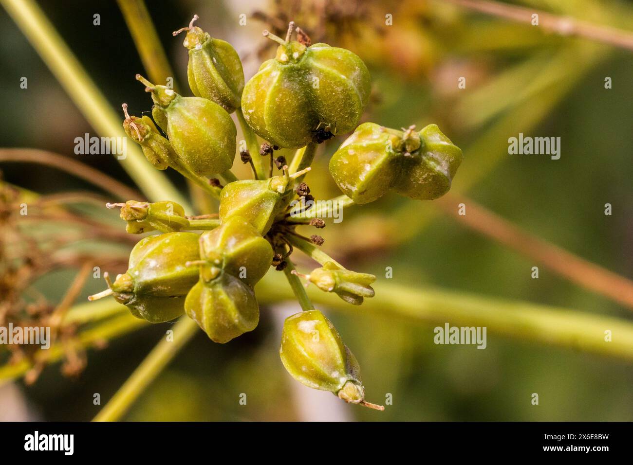 primo piano di un ramo di uno stabilimento Foto Stock