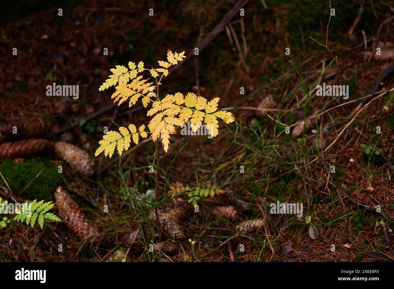 Piccola pianta che cresce in una foresta Foto Stock