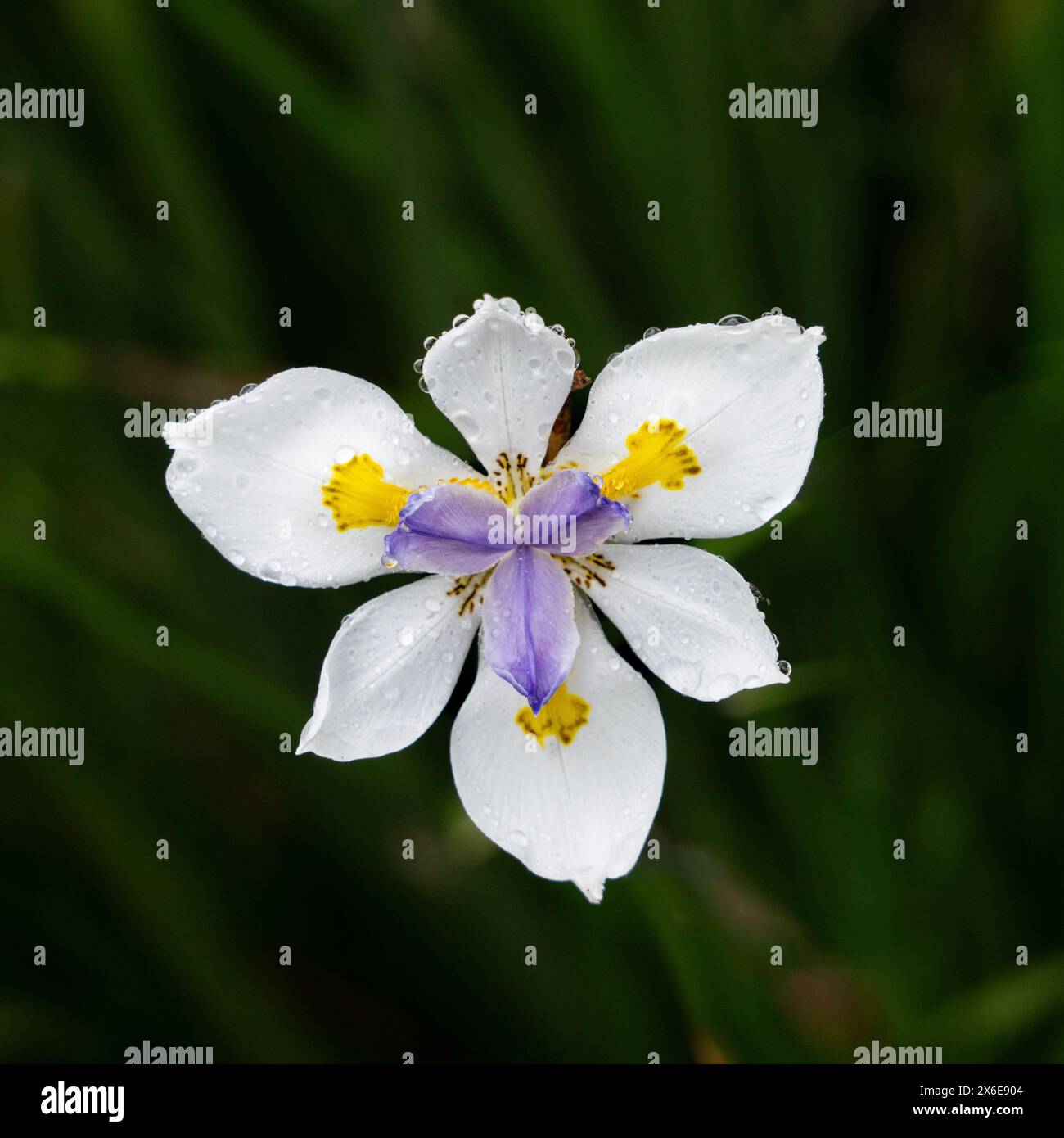 Un fiore di Iris selvatico che fiorisce a Sublime Point Outlook lungo la costa a sud di Sydney, Autstralia, NSW. Foto Stock