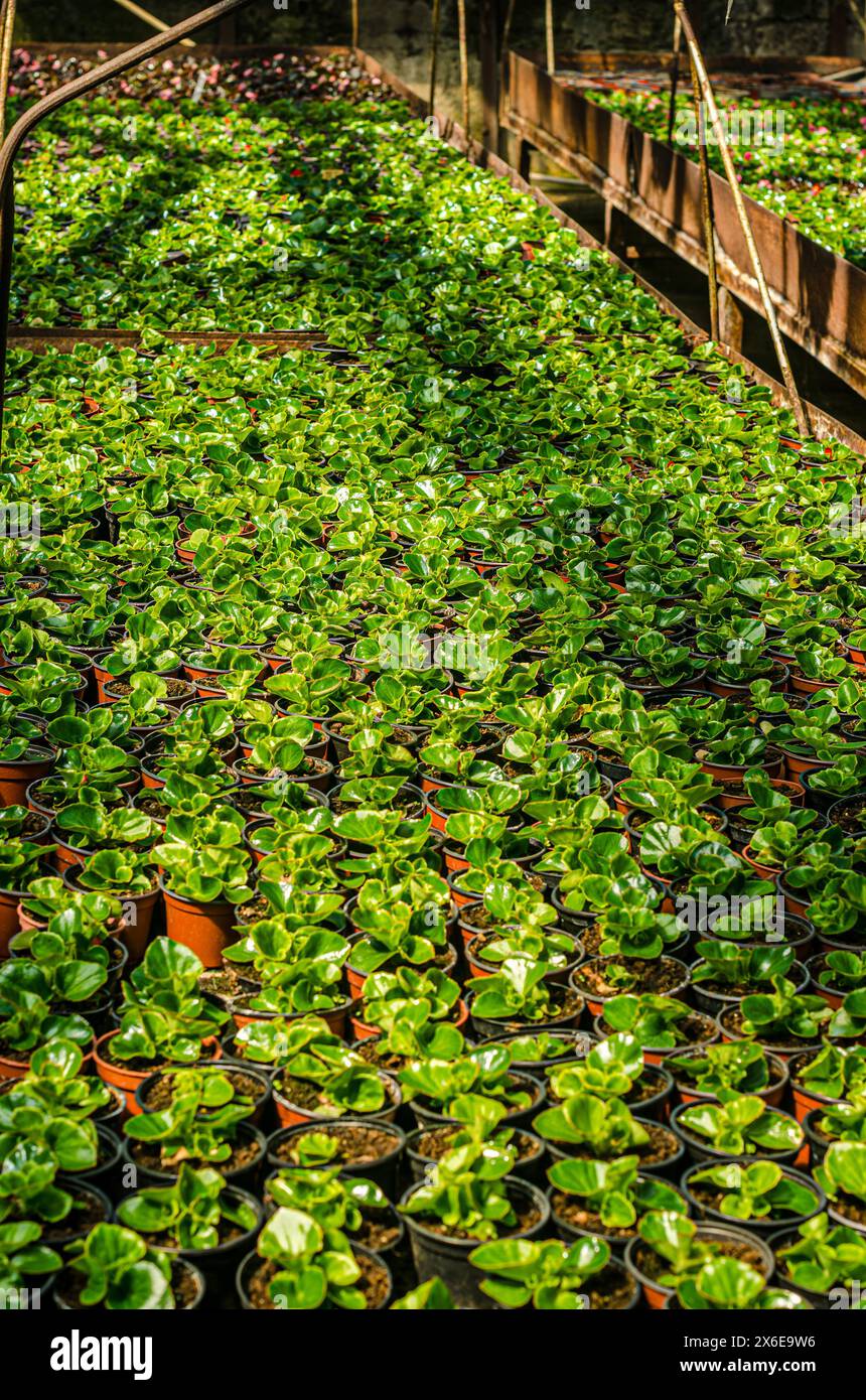 Piante e fiori della casa verde che crescono in primavera. Foto di alta qualità Foto Stock