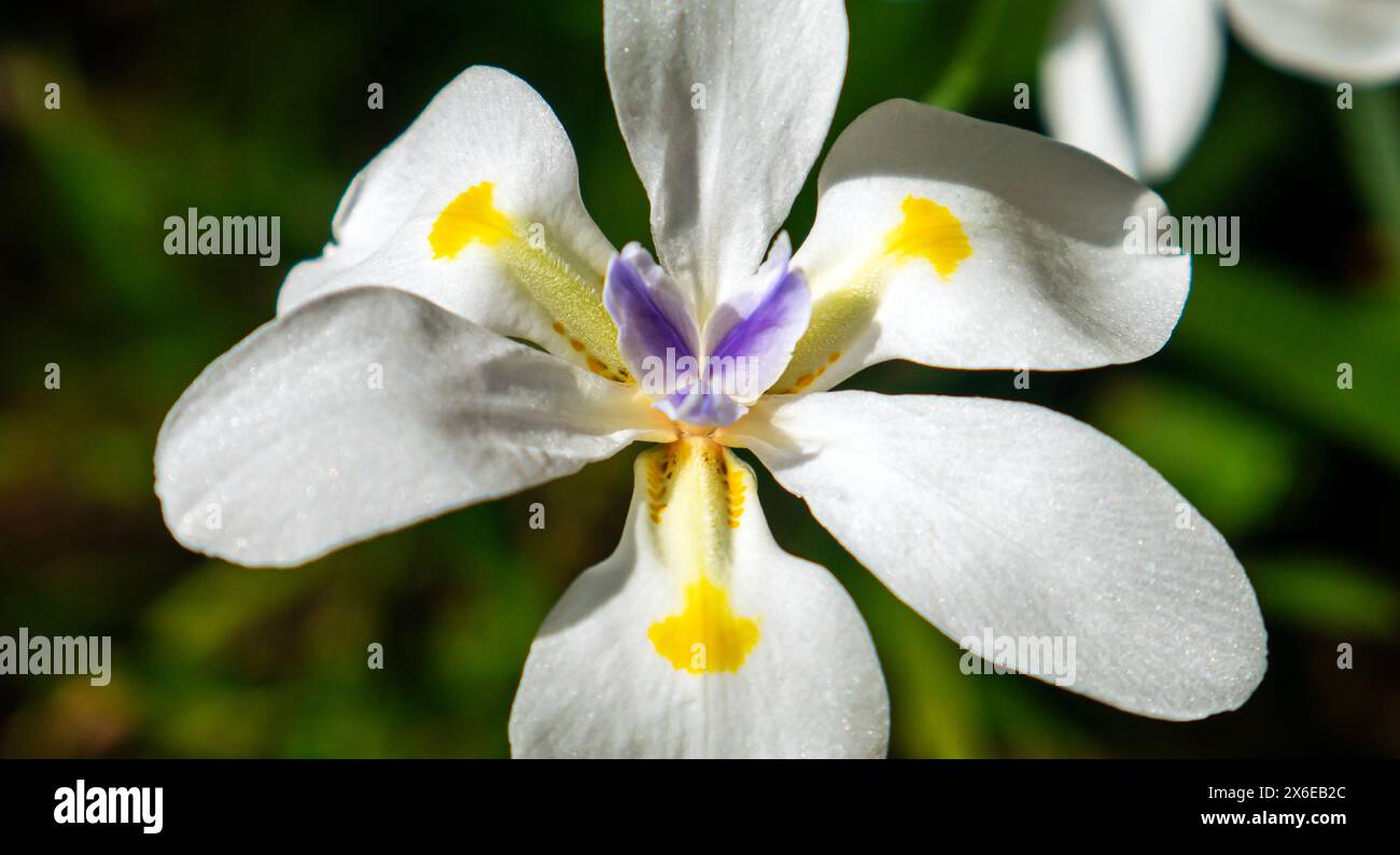 Dietes iridioides, noto anche come Iris africano, giglio quindicinale e morea iris, Dietes vegeta, Moraea iridioides, o Moraea vegeta Foto Stock
