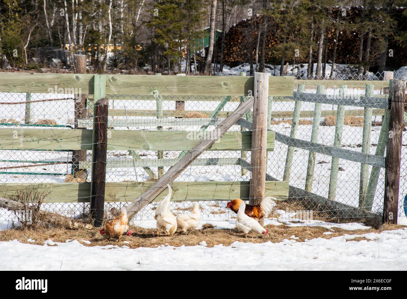 Polli in una fattoria a Whitney a Miramichi, New Brunswick, Canada Foto Stock