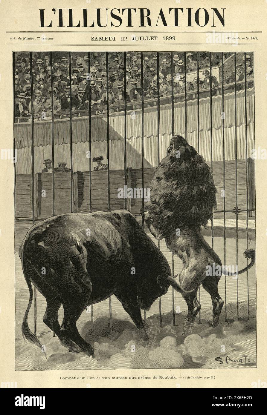 Illustrazione d'epoca, lotta tra un leone e un toro nell'arena di Roubaix, Francia, storia, anni '1890, XIX secolo. Foto Stock