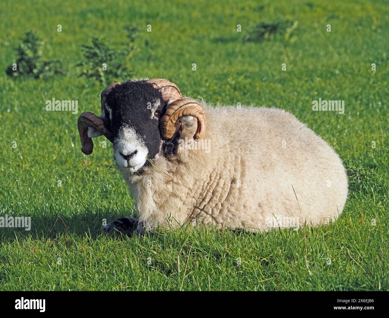 pecora dalla faccia nera con grandi corna riccia e spesso pile di lana steso sull'erba nel prato Foto Stock