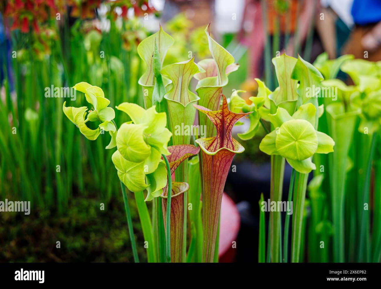 Piante caraffe (Sarracenia flava species) nel tendone floreale al RHS Malvern Spring Festival al Three Counties Showground di Malvern Foto Stock