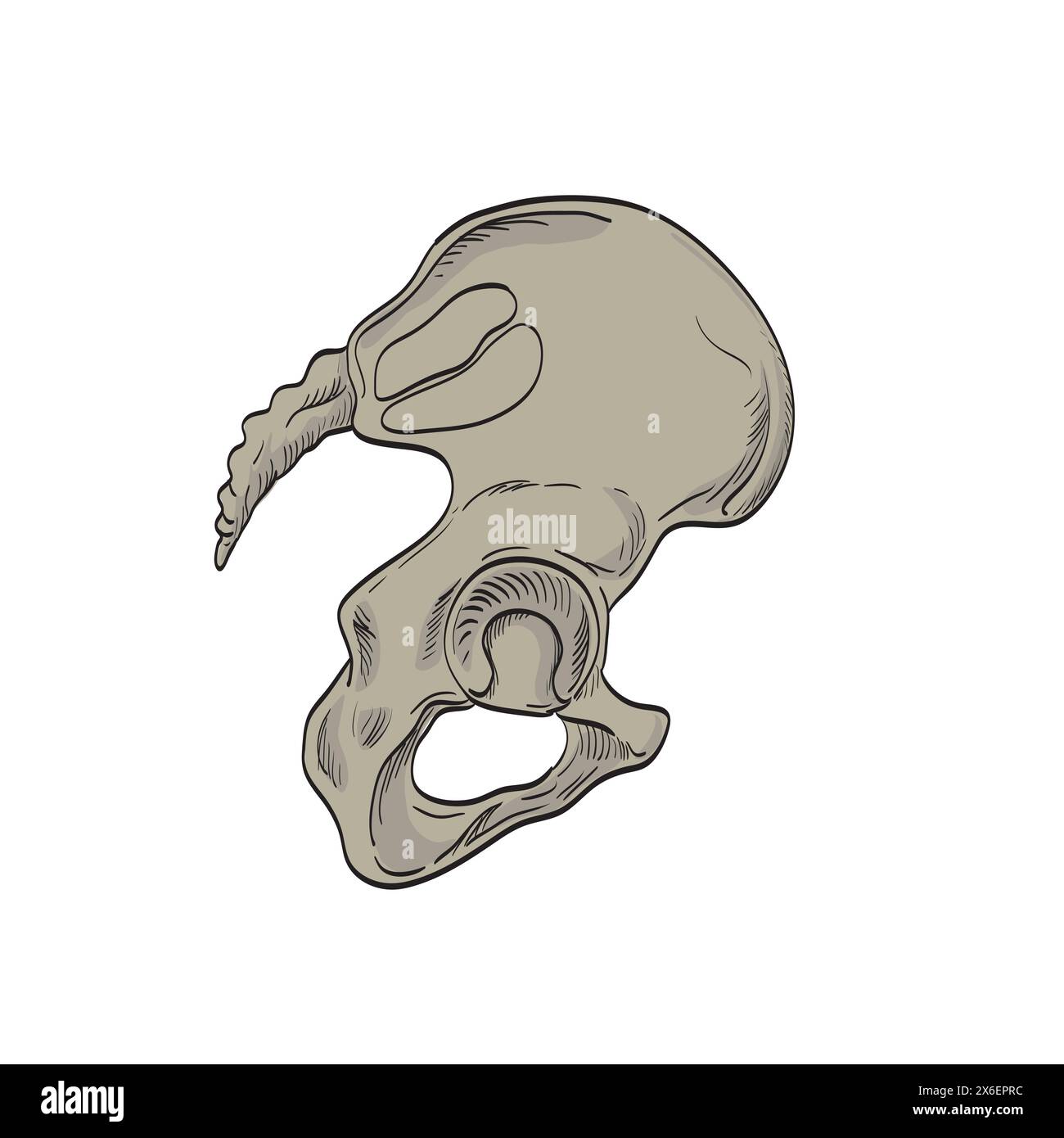 Illustrazione medica disegno delle articolazioni sacroiliache che collegano la pelvi o l'ilio e la colonna vertebrale inferiore o sacro visto dalla sezione trasversale laterale sull'isol Illustrazione Vettoriale