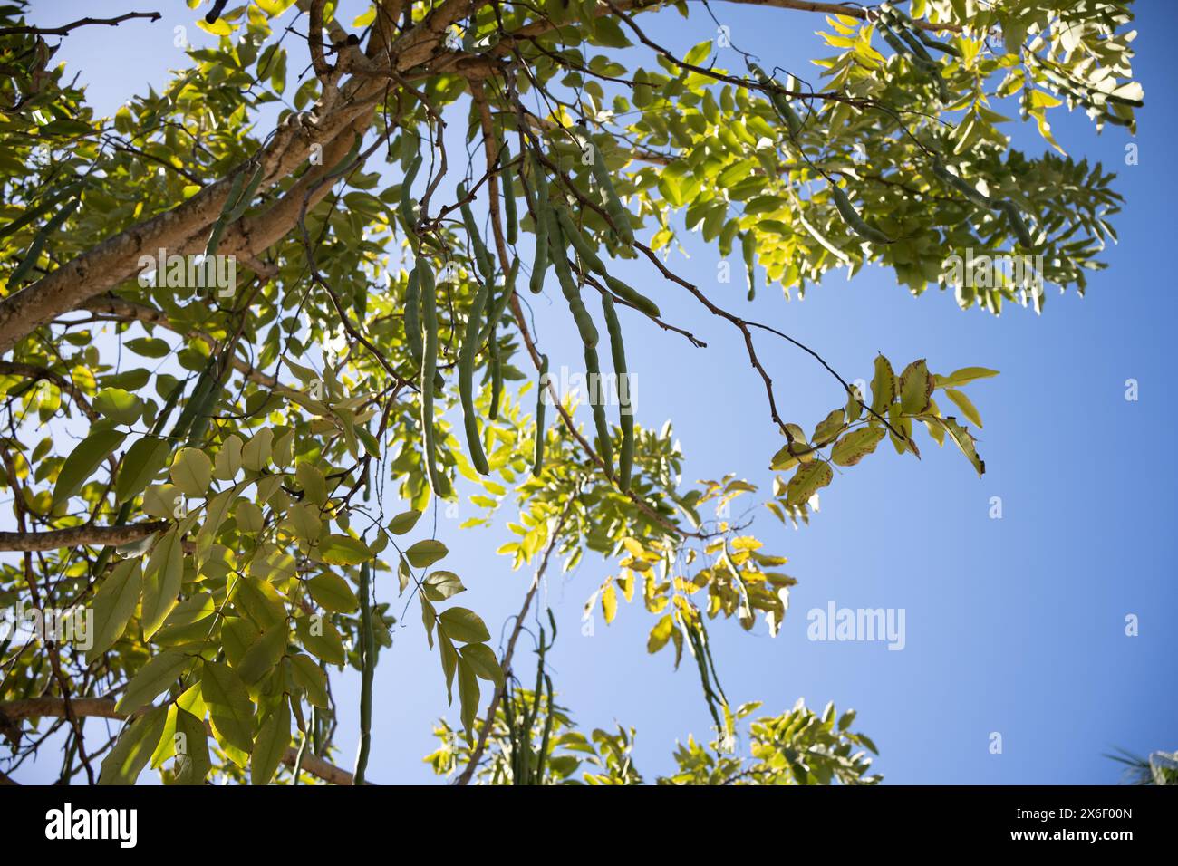 Cassia fitsula o frutta da doccia dorata appesa all'albero. Foto Stock