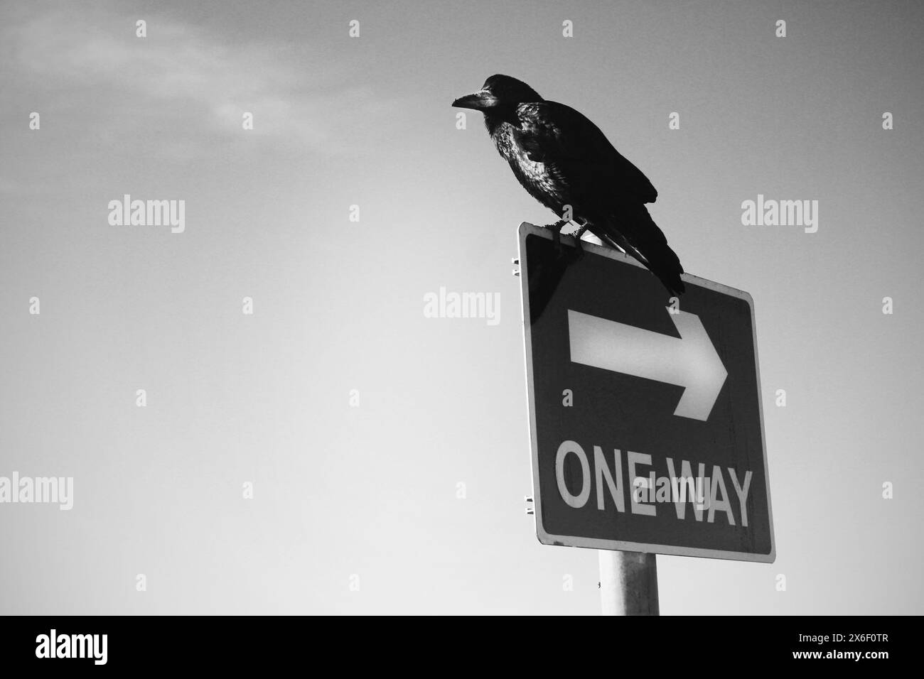 Un concetto di risultato, direzione o percorso per conseguenze di decadenze personali, scelte o comportamenti. Un corvo nero o una torre seduta su un cartello a senso unico Foto Stock