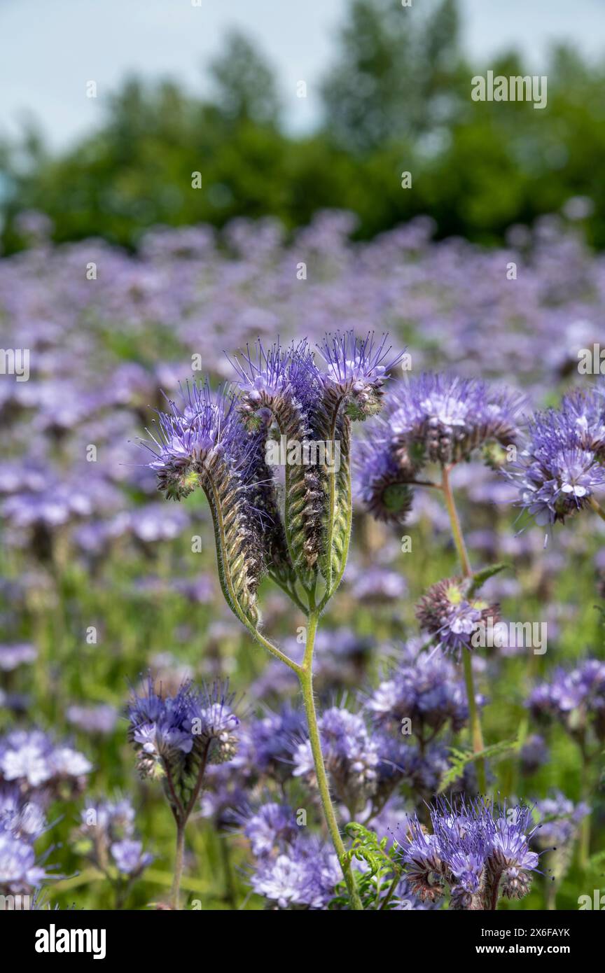 Dolcevita fiorita (Phacelia tanacetifolia). tansy o lacy phacelia in fiore blu. Foto Stock